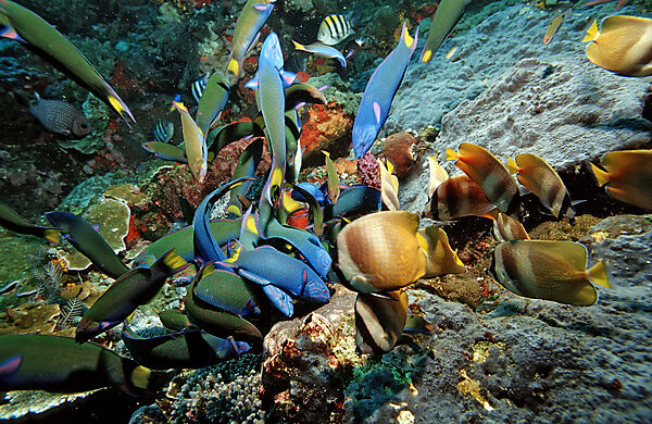 Twotone wrasses and Klein´s butterflyfishes eating eggs