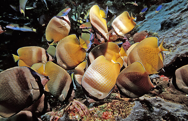 Twotone wrasses and Klein´s butterflyfishes eating eggs