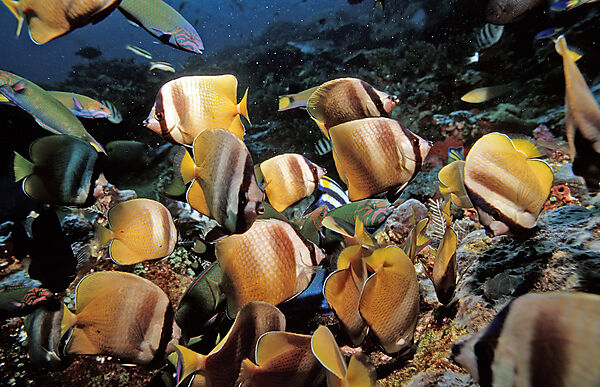 Twotone wrasses and Klein´s butterflyfishes eating eggs