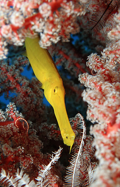 Trumpetfish