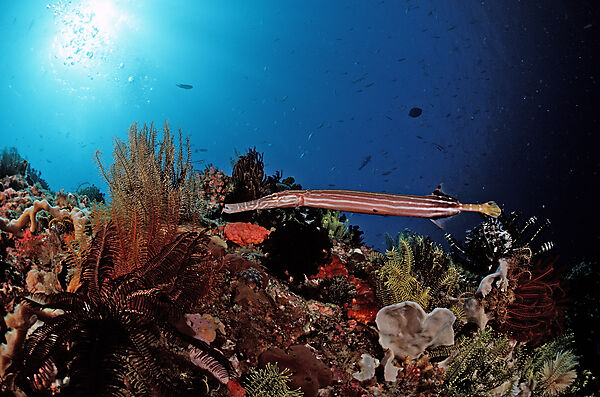 Trumpetfish