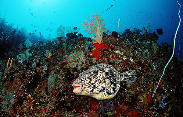 Map puffer