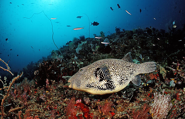 Map puffer