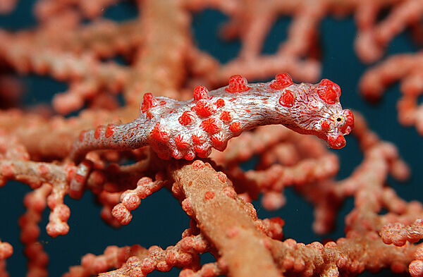 pygmy seahorse