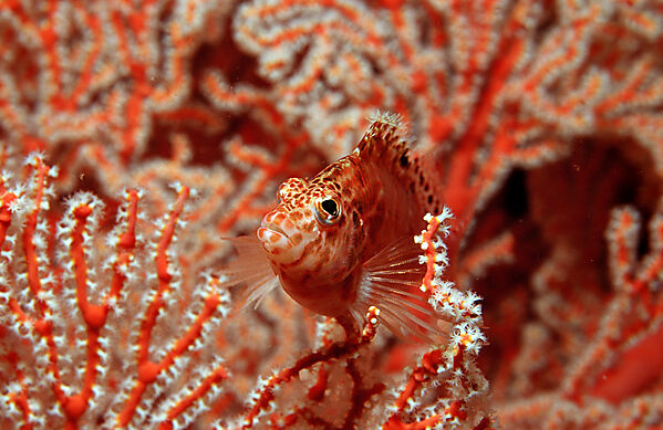 Dwarf hawkfish