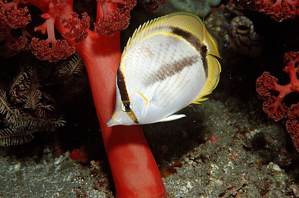 Vagabond butterflyfish