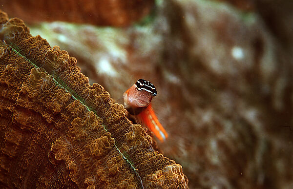 Comical blenny