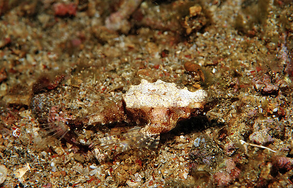 Dragonfish