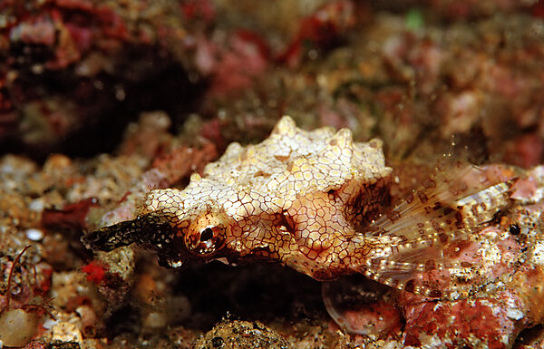 Dragonfish