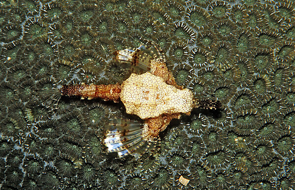 Dragonfish