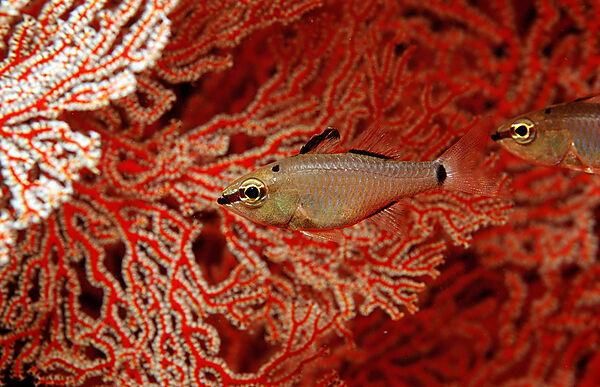 Cardinalfish