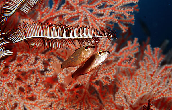 Two Cardinalfishes