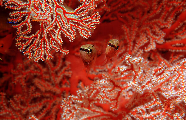 Two Cardinalfishes