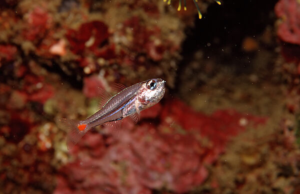 Red spot cardinalfish with eggs in mouth