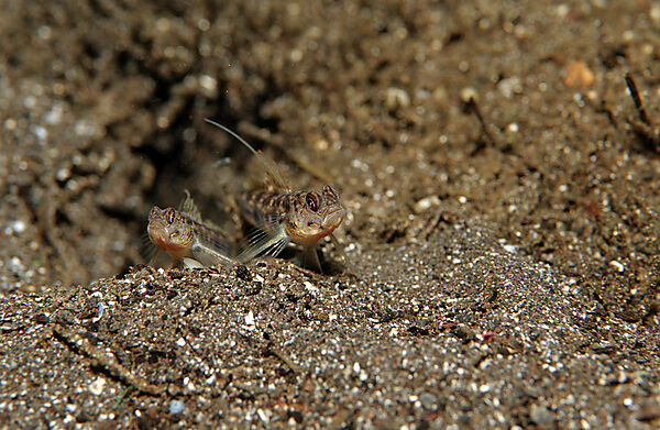 Pair of shrimp gobies