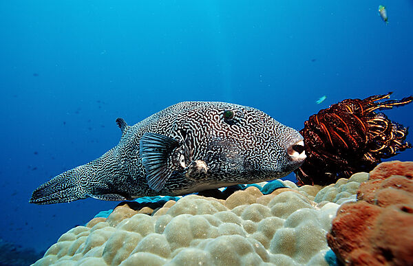 Map puffer