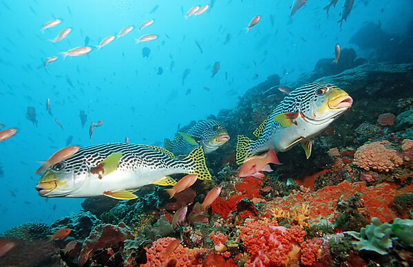Diagonal-banded sweetlips