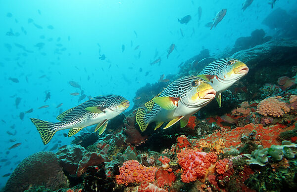 Diagonal-banded sweetlips