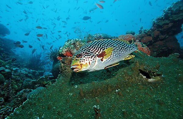 Diagonal-banded sweetlips