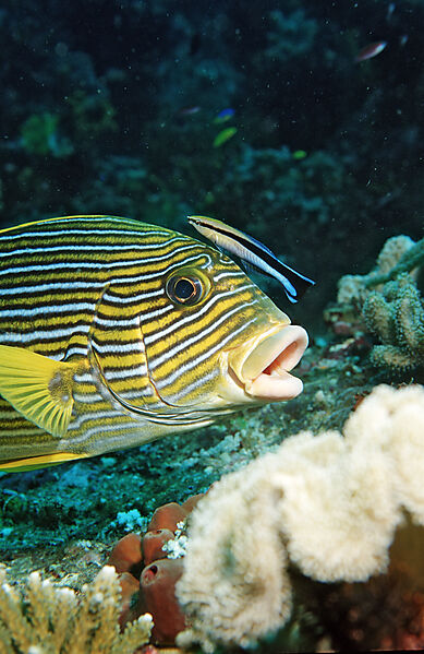 Yellow-ribbon sweetlips with cleaner wrasse