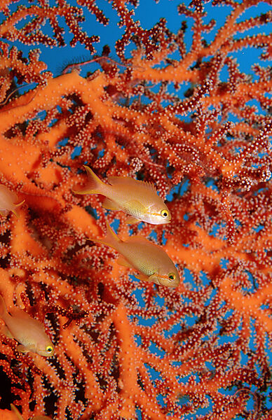 Lyretail anthias