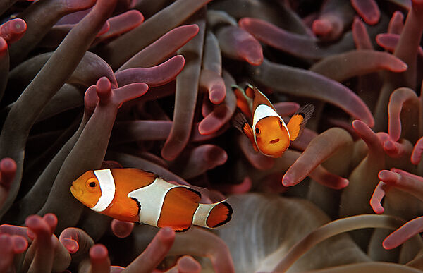 Two Clown anemonefishes