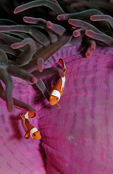 Two Clown anemonefishes
