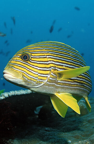 Yellow-ribbon sweetlips