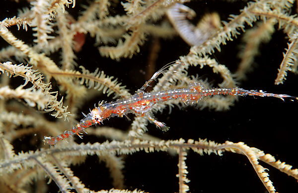 Harlequin ghost pipefish