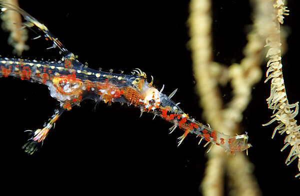 Harlequin ghost pipefish