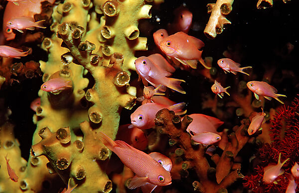 Schooling Lyretail anthias