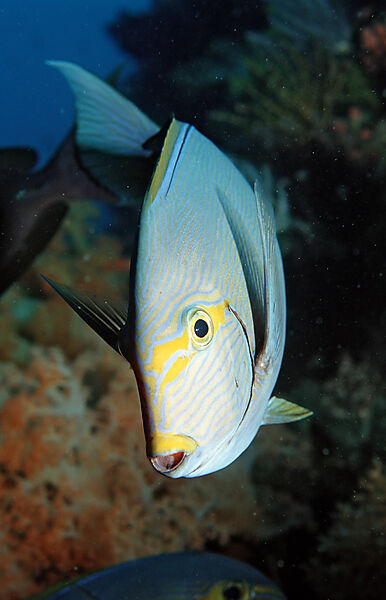 Elongate surgeonfish