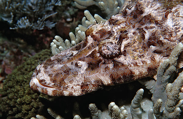 Beaufort´s crocodilefish