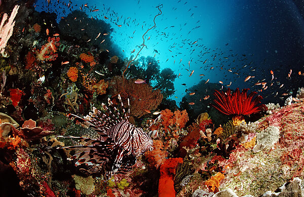 Lionfish, Turkeyfish