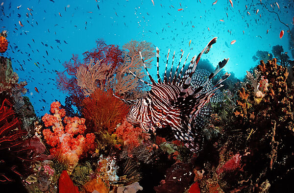 Lionfish, Turkeyfish