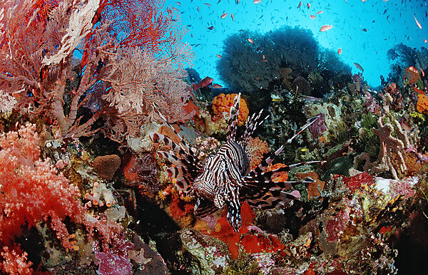 Lionfish, Turkeyfish