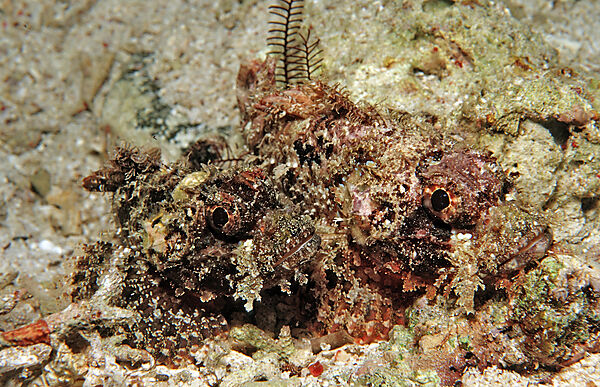 Two Tassled scorpionfishes