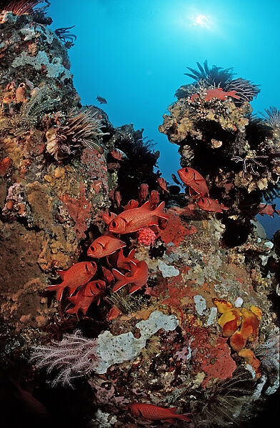 Blotcheye soldierfish