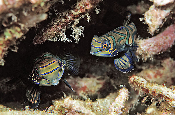 Two Mandarinfishes