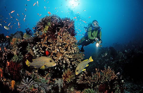Scuba diver and Yellow-ribbon sweetlips