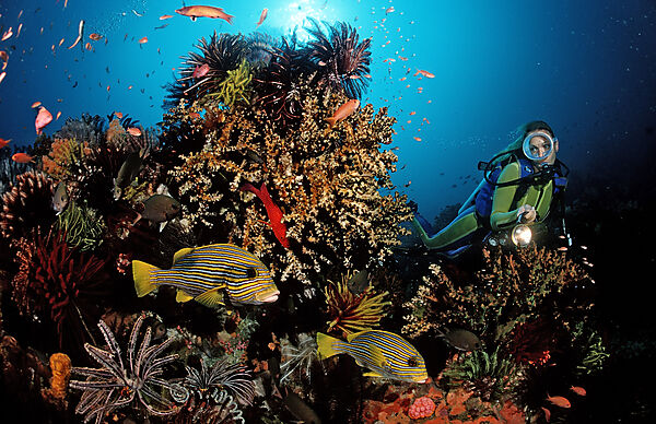 Scuba diver and Yellow-ribbon sweetlips