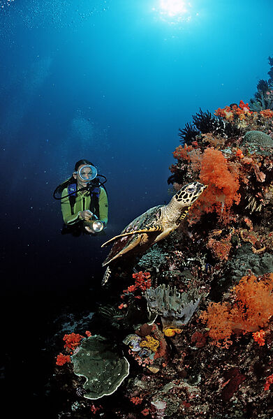 Hawksbill turtle and scuba diver