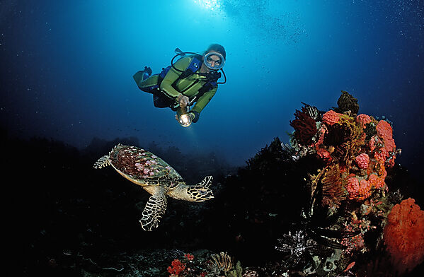 Hawksbill turtle and scuba diver
