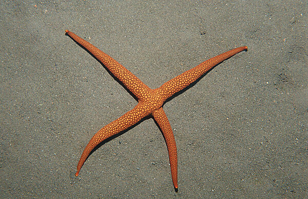 Starfish showing regeneration