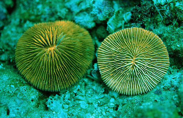 Fluoreszierende Pilzkoralle, Korallenfluoreszenz