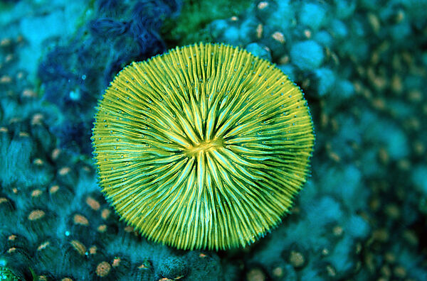 Fluoreszierende Pilzkoralle, Korallenfluoreszenz