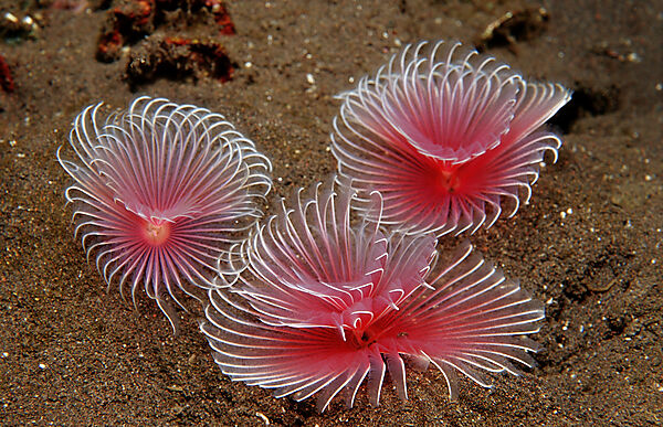 Three Fan worms