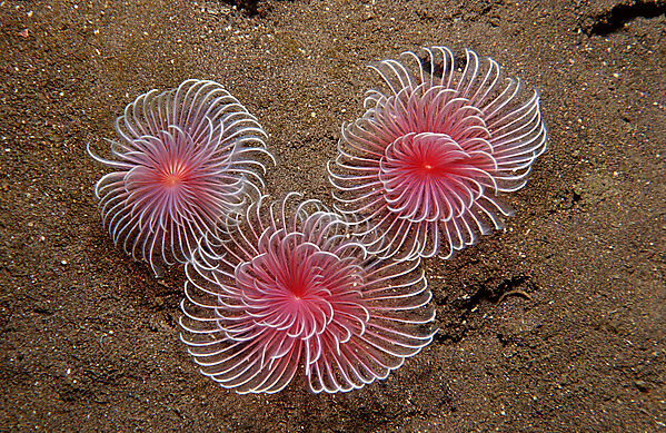 Three Fan worms