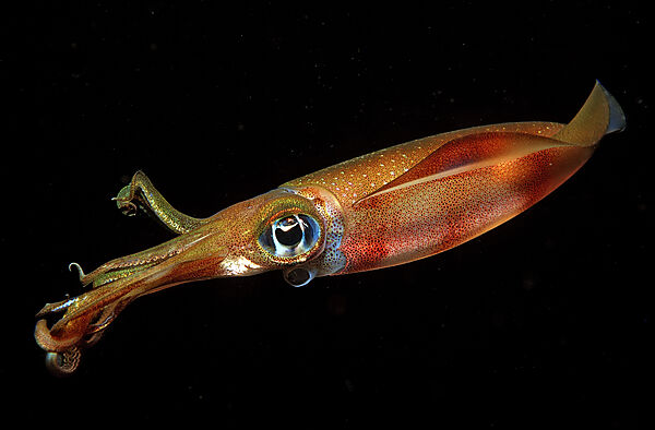 Reef squid at night