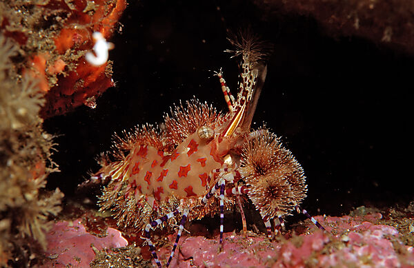 Marmorgarnele